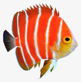 Peppermint Angelfish Coral Reef Fish - Fish Png Images Hd, Transparent Png, Free Download