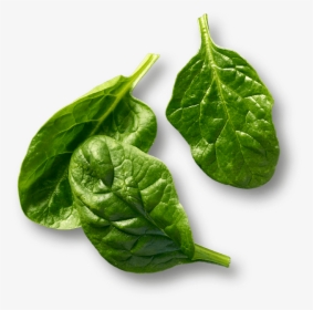 Rightimage - Spinach, HD Png Download, Free Download