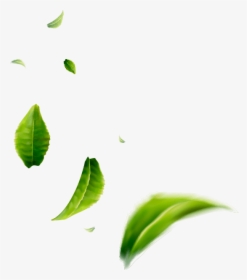 Tea Leaves - ใบ ชา เขียว Png, Transparent Png, Free Download