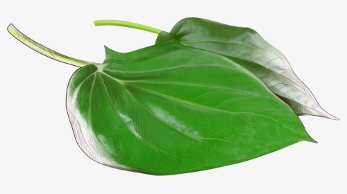 Paan Leaf Png, Transparent Png, Free Download