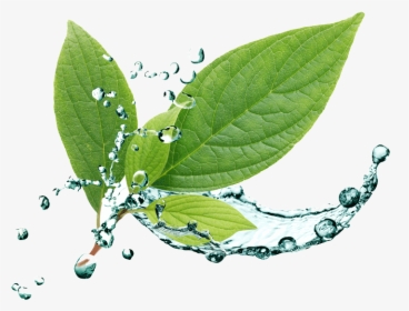 Leaf With Water Splashing Eatonslater - Cleanser, HD Png Download, Free Download