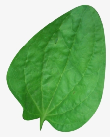 Подорожник Png, Transparent Png, Free Download