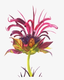 Aster, HD Png Download, Free Download