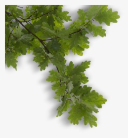 Tree Branch Overlay - Free Tree Branch Overlays, HD Png Download, Free Download