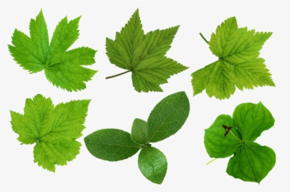 Green-leaves - Leaves Cut Out Png, Transparent Png, Free Download