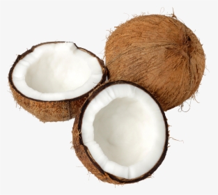 Coconut Tree Images Png, Transparent Png, Free Download