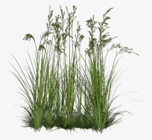 Beach Grass Transparent Background - Transparent Background Long Grass Png, Png Download, Free Download