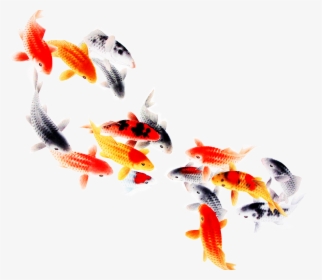 Hd Koi Fish Png, Transparent Png, Free Download