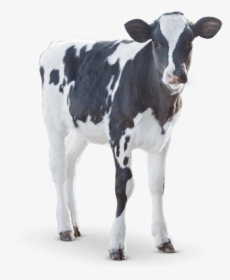 Cow Transparent Calf Png - Calf Png, Png Download, Free Download