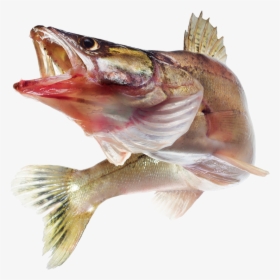 Perch, HD Png Download, Free Download