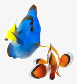 Placeholder - Coral Reef Fish Png, Transparent Png, Free Download