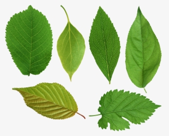 Transparent Birch Leaf Clipart - Apricot Leaf Png, Png Download, Free Download