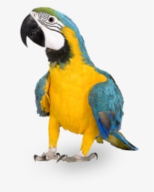 Blue And Yellow Macaw Parrot Native To Panama - Raise A Bird, HD Png Download, Free Download
