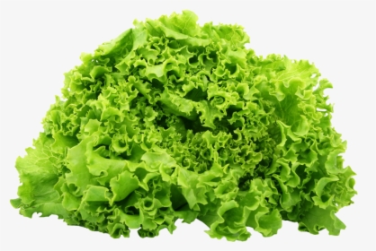 Green Lettuce Png Image - Lettuce Png, Transparent Png, Free Download