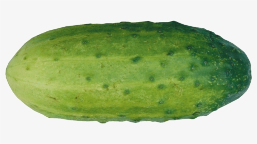 Single Cucumber Free Png Image - Gourd, Transparent Png, Free Download
