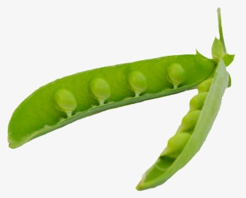 Vegetable Cutter Png Transparent Image - Singular Green Bean Png, Png Download, Free Download