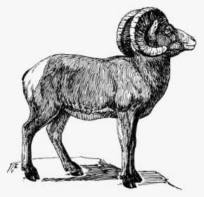 Desert Bighorn Sheep Clipart , Png Download - Bighorn Sheep Drawing, Transparent Png, Free Download