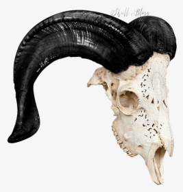 Carved Ram Skull - Skull, HD Png Download, Free Download