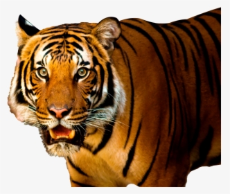 Free Png Images - Transparent Background Tiger Png Hd, Png Download, Free Download