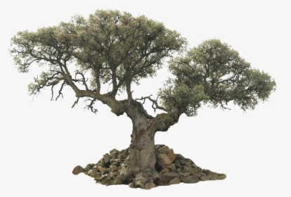 Transparent Background Olive Tree Png, Png Download, Free Download