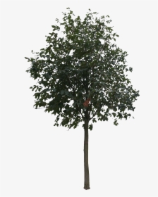 Tree Cut Out Png , Png Download - Hoarding Mock Up Psd, Transparent Png, Free Download