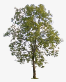 Poplar Tree Transparent Background, HD Png Download, Free Download