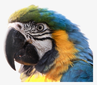 Macaw Head Png, Transparent Png, Free Download