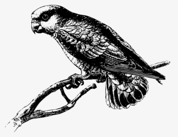 Parrot, HD Png Download, Free Download