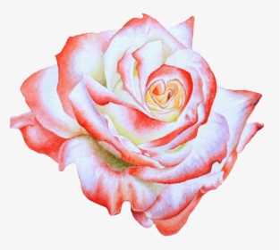 Hand Painted Side View Rose Flower Png Transparent - Background Flowers Png Transparent, Png Download, Free Download