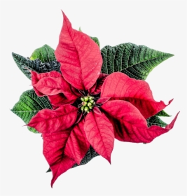Poinsettia Png Clipart - Poinsettia Flower Png, Transparent Png, Free Download