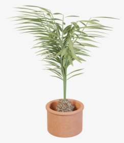 Houseplant, HD Png Download, Free Download
