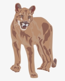 Wildlife,puma,big Cats - Cougar Clip Art, HD Png Download, Free Download