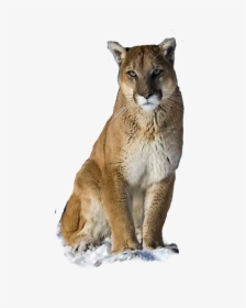 Puma Logo Clipart Picsart - Snow Puma Animal, HD Png Download, Free Download