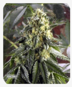 Houseplant, HD Png Download, Free Download
