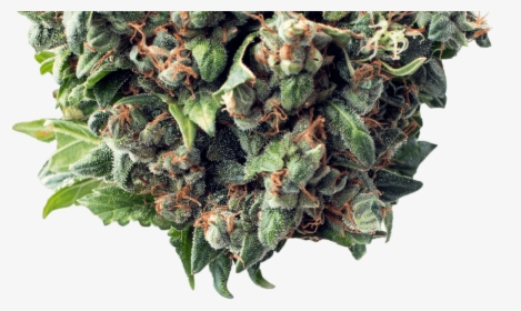 Bud - Critical Autoflower, HD Png Download, Free Download
