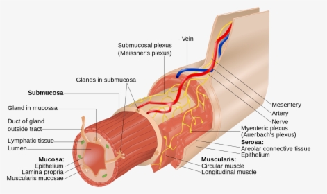 Myenteric Nerve Plexus , Png Download - Submucosal Plexus, Transparent Png, Free Download