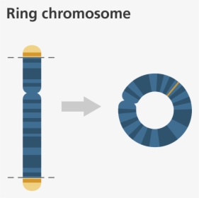 Ring Chromosome, HD Png Download, Free Download