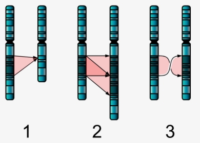 Single Chromosome Mutations - Deletion And Duplication, HD Png Download, Free Download