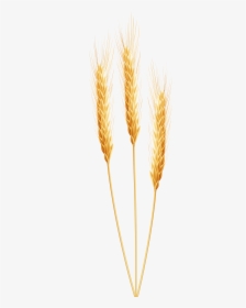 Wheat Transparent Png - Clipart Transparent Background Wheat, Png Download, Free Download