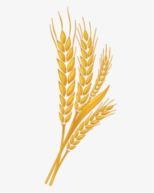 Wheat Leaf Png - Transparent Wheat Leaf Png, Png Download, Free Download