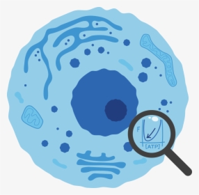 Cell Cycle - Cell Png, Transparent Png, Free Download