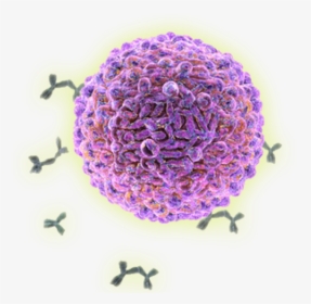Plasma Cell - Immune Cells Png, Transparent Png, Free Download