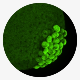 The Primordial Germ Cells - Circle, HD Png Download, Free Download