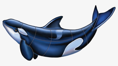 Porc Or53 Orca B Copy - Killer Whale, HD Png Download, Free Download