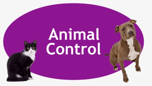 Animalcontrol - Squitten, HD Png Download, Free Download