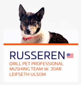 Russeren - Companion Dog, HD Png Download, Free Download