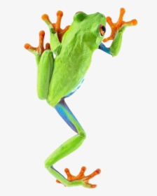 Red Eyed Tree Frog Climbing, HD Png Download, Free Download
