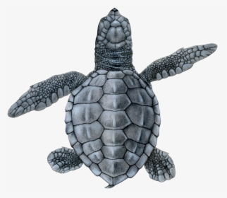 Olive Ridley Hatchling - Hawksbill Sea Turtle, HD Png Download, Free Download