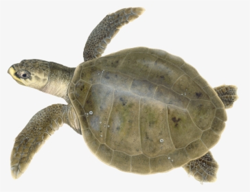 Adult Kemp’s Ridley Illustration © Dawn Witherington - Kemp's Ridley Sea Turtle, HD Png Download, Free Download