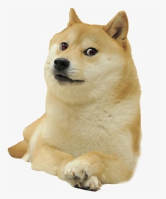 Doge Meme White Background, HD Png Download, Free Download